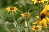 <img100*0:stuff/z/169023/Sunflowers%2521/i1278952285_33.jpg>