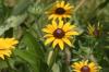 <img100*0:stuff/z/169023/Sunflowers%2521/i1278952285_34.jpg>
