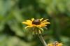 <img100*0:stuff/z/169023/Sunflowers%2521/i1278952285_35.jpg>