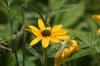 <img100*0:stuff/z/169023/Sunflowers%2521/i1278952285_36.jpg>