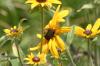 <img100*0:stuff/z/169023/Sunflowers%2521/i1278952285_37.jpg>