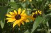 <img100*0:stuff/z/169023/Sunflowers%2521/i1278952286_38.jpg>