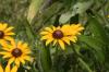 <img100*0:stuff/z/169023/Sunflowers%2521/i1278952286_39.jpg>