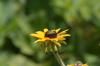 <img100*0:stuff/z/169023/Sunflowers%2521/i1278952286_40.jpg>