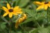 <img100*0:stuff/z/169023/Sunflowers%2521/i1278952286_41.jpg>