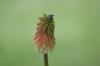 <img100*0:stuff/z/169023/Tall%2520Flowers/i1278952315_1.jpg>