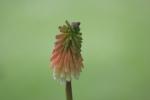 Tall Flowers