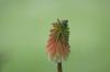 <img100*0:stuff/z/169023/Tall%2520Flowers/i1278952315_2.jpg>