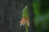 <img100*0:stuff/z/169023/Tall%2520Flowers/i1278952316_10.jpg>