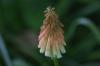 <img100*0:stuff/z/169023/Tall%2520Flowers/i1278952316_11.jpg>