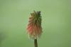 <img100*0:stuff/z/169023/Tall%2520Flowers/i1278952316_12.jpg>