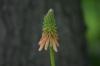 <img100*0:stuff/z/169023/Tall%2520Flowers/i1278952316_13.jpg>