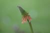 <img100*0:stuff/z/169023/Tall%2520Flowers/i1278952316_14.jpg>