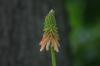 <img100*0:stuff/z/169023/Tall%2520Flowers/i1278952316_15.jpg>