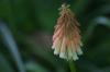 <img100*0:stuff/z/169023/Tall%2520Flowers/i1278952316_16.jpg>