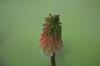 <img100*0:stuff/z/169023/Tall%2520Flowers/i1278952316_17.jpg>