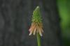 <img100*0:stuff/z/169023/Tall%2520Flowers/i1278952316_18.jpg>