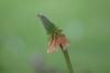 <img100*0:stuff/z/169023/Tall%2520Flowers/i1278952316_19.jpg>