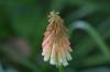 <img100*0:stuff/z/169023/Tall%2520Flowers/i1278952316_20.jpg>