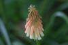 <img100*0:stuff/z/169023/Tall%2520Flowers/i1278952316_3.jpg>