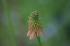 <img100*0:stuff/z/169023/Tall%2520Flowers/i1278952316_4.jpg>