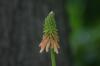 <img100*0:stuff/z/169023/Tall%2520Flowers/i1278952316_5.jpg>