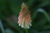 <img100*0:stuff/z/169023/Tall%2520Flowers/i1278952316_6.jpg>