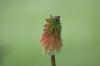 <img100*0:stuff/z/169023/Tall%2520Flowers/i1278952316_7.jpg>