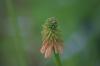 <img100*0:stuff/z/169023/Tall%2520Flowers/i1278952316_9.jpg>