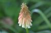 <img100*0:stuff/z/169023/Tall%2520Flowers/i1278952317_21.jpg>