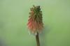 <img100*0:stuff/z/169023/Tall%2520Flowers/i1278952317_22.jpg>