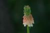 <img100*0:stuff/z/169023/Tall%2520Flowers/i1278952317_23.jpg>