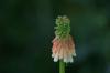 <img100*0:stuff/z/169023/Tall%2520Flowers/i1278952317_24.jpg>