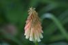 <img100*0:stuff/z/169023/Tall%2520Flowers/i1278952317_25.jpg>