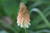 <img100*0:stuff/z/169023/Tall%2520Flowers/i1278952317_26.jpg>