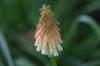 <img100*0:stuff/z/169023/Tall%2520Flowers/i1278952317_27.jpg>
