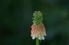 <img100*0:stuff/z/169023/Tall%2520Flowers/i1278952317_29.jpg>