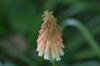 <img100*0:stuff/z/169023/Tall%2520Flowers/i1278952317_30.jpg>