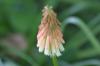 <img100*0:stuff/z/169023/Tall%2520Flowers/i1278952317_31.jpg>