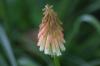 <img100*0:stuff/z/169023/Tall%2520Flowers/i1278952317_32.jpg>