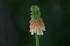 <img100*0:stuff/z/169023/Tall%2520Flowers/i1278952317_33.jpg>