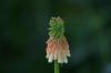<img100*0:stuff/z/169023/Tall%2520Flowers/i1278952317_34.jpg>