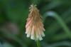 <img100*0:stuff/z/169023/Tall%2520Flowers/i1278952317_35.jpg>