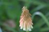 <img100*0:stuff/z/169023/Tall%2520Flowers/i1278952317_36.jpg>