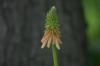 <img100*0:stuff/z/169023/Tall%2520Flowers/i1278952318_37.jpg>