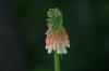 <img100*0:stuff/z/169023/Tall%2520Flowers/i1278952318_38.jpg>