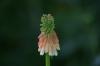 <img100*0:stuff/z/169023/Tall%2520Flowers/i1278952318_39.jpg>