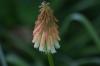 <img100*0:stuff/z/169023/Tall%2520Flowers/i1278952318_40.jpg>