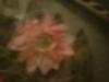 <img100*0:stuff/z/169023/Texture%252083/i1259884912_5.jpg>