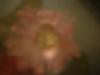 <img100*0:stuff/z/169023/Texture%252083/i1259884914_34.jpg>